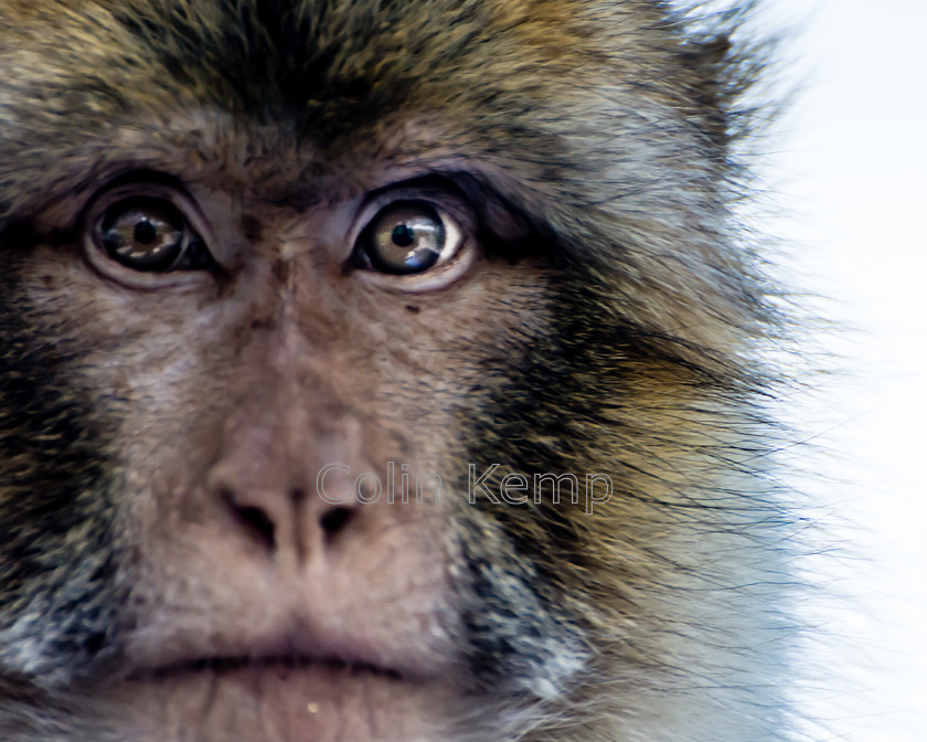 Patas-Monkey-face-close-up-colour 
 Patas monkey - close up staring eye to eye 
 Keywords: Animals, Patas Monkey, monkey eyes, close up