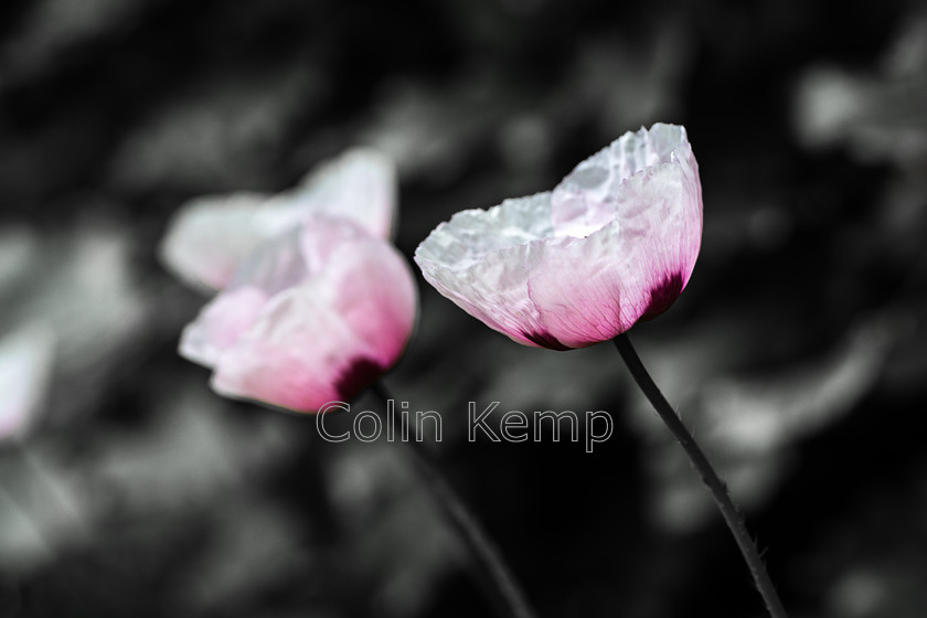 Poppies like parchment 
 Delicate pink and white poppies against a slate grey background 
 Keywords: Poppies delicate flowers pink white flowers