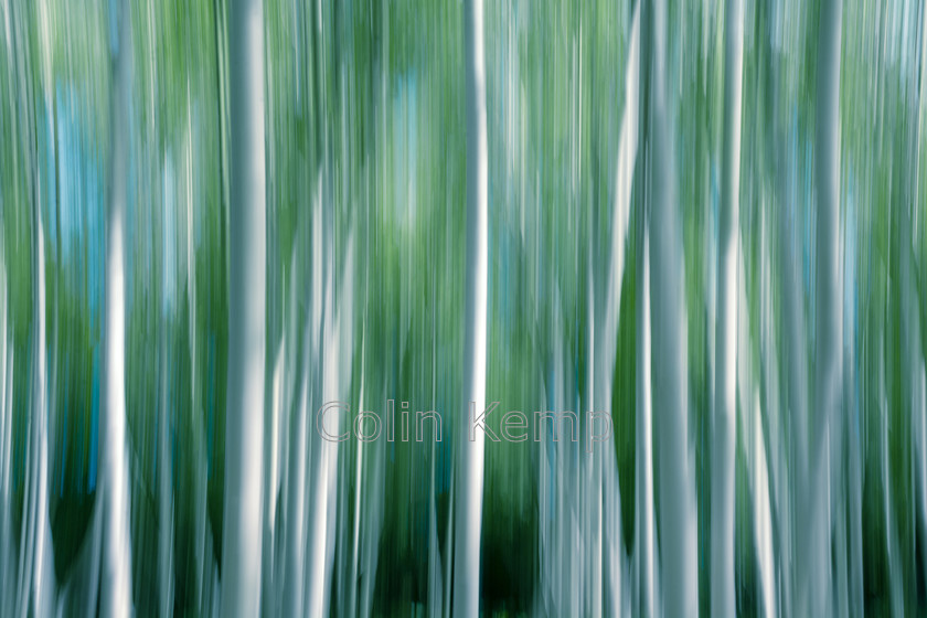 silver birch tree glade 
 A glade of trimmed silver birch trees, photographed using intentional camera movement (ICM), emphasising height and colour. (1CK_8755) 
 Keywords: Silver birch glade, abstract, mimimalist, ICM, blue, white, teal, green