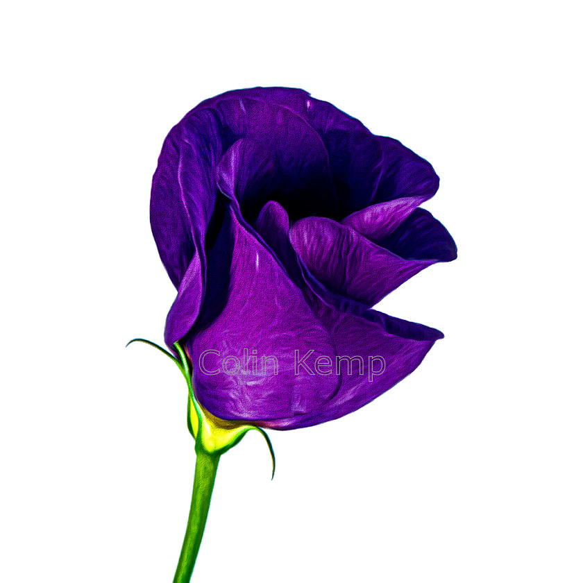 Lisianthus-studio 
 Purple Lisianthus - artistic treatment of 3 merged photos. Lisianthus is symbolic of gratitude, appreciation and also charisma. Also known as Prairie Gentian 
 Keywords: Purple flower, square floral picture, Lisianthus, Prairie Gentian, fine art photography, processed art, symbol gratitude, symbol appreciation, symbol charisma, royal purple. Available as print only (8 inch or 12 inch square), or 8 inch in a 12 inch matte