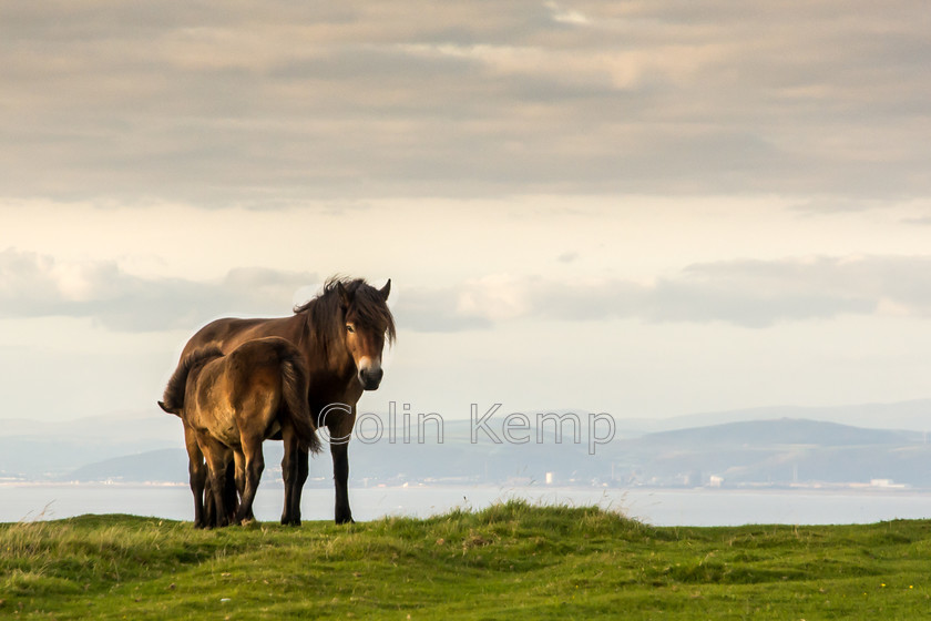 Exmoor-ponies-Devon-silhouette-on-cliff-top 
 Exmoor pony and foal stand on cliff top, Devon, against a large expanse of sky. 
 Keywords: Exmoor pony, foal, Devon