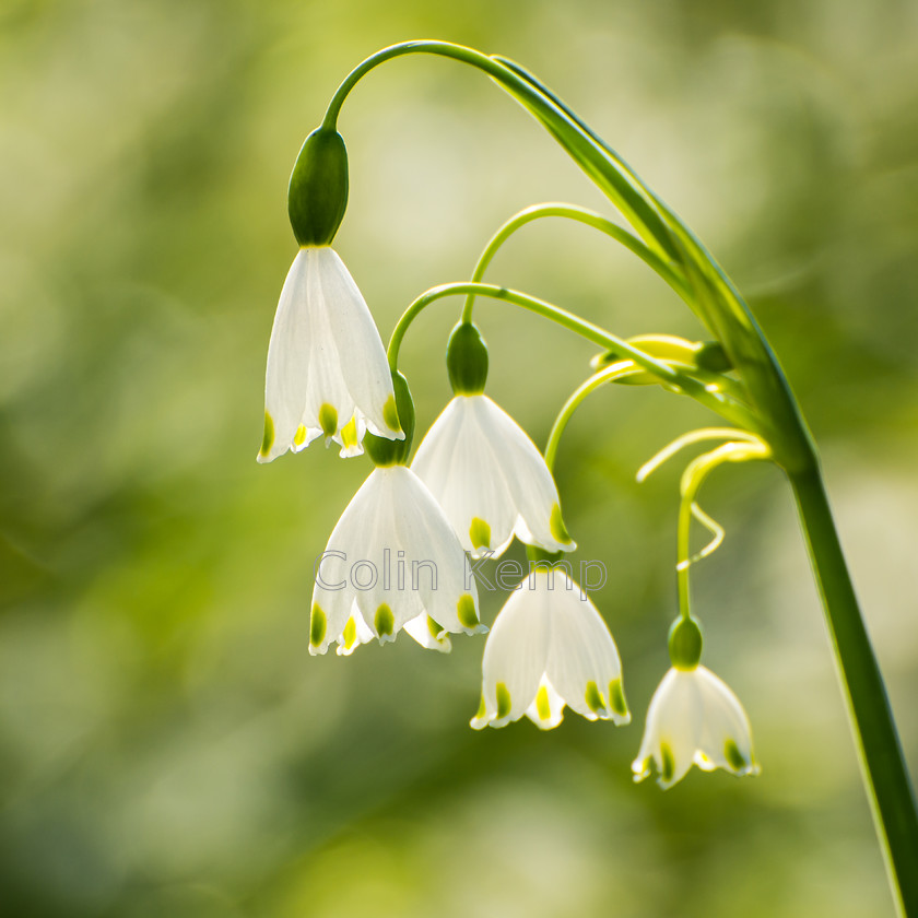 Giant Snowdrop-Spring Hope 7256 
 Snowdrops symbolise hope and rejuvenation as they emerge during the turn of the winter, and are sometimes thought to convey sympathy. This set is set against an almost marbled natural background make a delightful gift for someone who needs a little hope this spring. Square format print, message me to discuss alternate crops. 
 Keywords: Giant snowdrop, spring hope, galanthus elwesii, gift of hope, gift of sympathy, photographic print, square print, floral print, country cottage decor, cottage chic