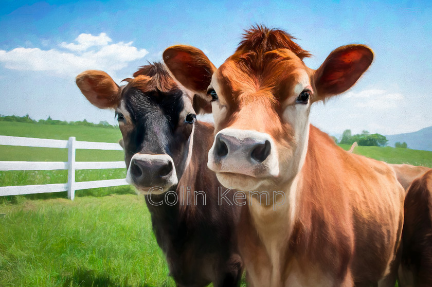 Two-Jersey-Cows-photo-art-print 
 Two Jersey Cows, photo based art print - based on my own photography and carefully processed to provide a softer, artistic image. Available in a wide variety of sizes - do let me know if you need a special size for a favourite frame. 
 Keywords: Cows, Jersey Cows, fine art print, Cow wall art, painterly cows