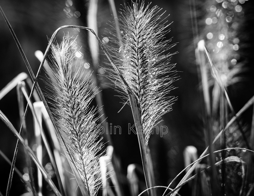 Grasses Morning Dew 2CK 3996 
 Grass seeds heads glisten with evening dew - fine art black and white photograph 
 Keywords: Autumn, BW, RHS Wisley, grasses, morning dew, seed heads, dew drops,