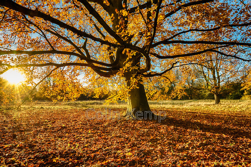 0001CK 6073 HDR-Edit 
 An autumn evening, the sun sets through golden leaves of a horse chestnut tree. 
 Keywords: Anglesey Abbey, Autumn, Fall, golden leaves