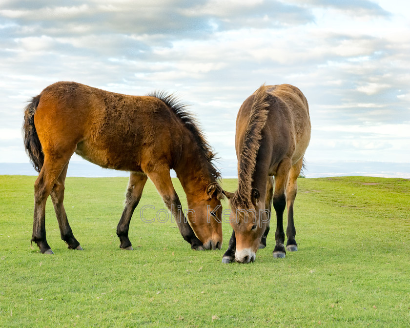 Exmoor Ponies grazing 
 Two Exmoor grazing on cliff top 
 Keywords: Horses, Exmoor ponies, pony, chestnut, horse lover gift, grazing ponies