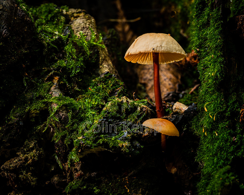 Woodland Mushroom Print Z61796EE 
 A tiny mushroom nestles in a tree hollow, surrounded by lichens. Fine art photo to create still, tranquil ambience. Alternate crops available. 
 Keywords: Mushroom photo, Fungi wall decor, woodland photo art, forest photography