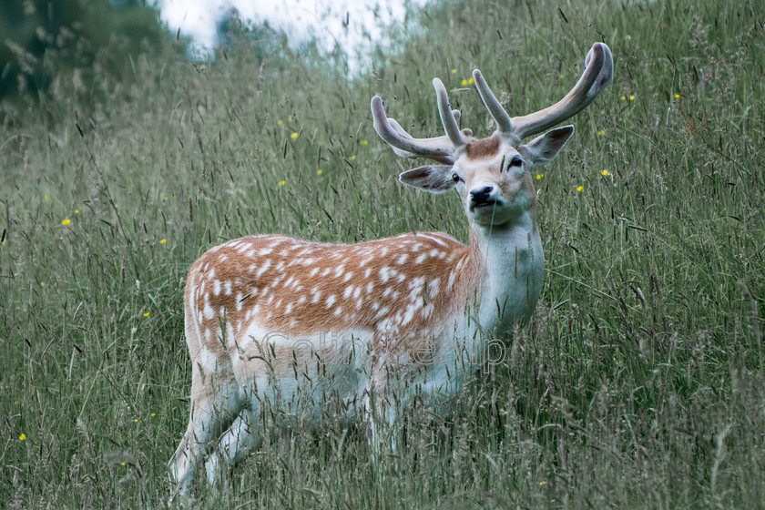 Fallow-deer-standing-in-long-grass-looking-at-camera 
 Fallow deer stands in tall grass looking to camera. Flanks clearly show white spots against russet fur 
 Keywords: Fallow deer, antlers, wildlife, british countryside