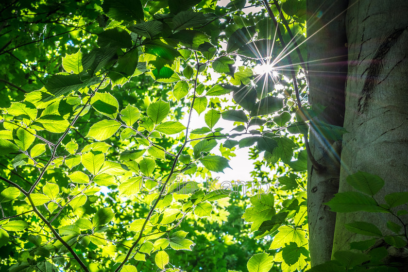 Sunburst and leaves in colour 
 Sunburst through green foliage 0001CK_4218 
 Keywords: Fresh leaves, bright sunburst through trees, green