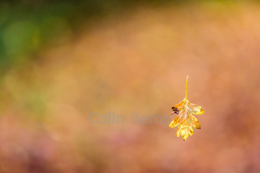 Falling leaf 
 An autumn leaf seems to float in mid air against a copper toned background of leaf fall. Look more closely and and you can see the spider thread by which it hangs. A minimalist photograph of our natural world.(1CK_9987) 
 Keywords: autumn leaf, single leaf, fall leaf, gold, copper, green, minimalist nature