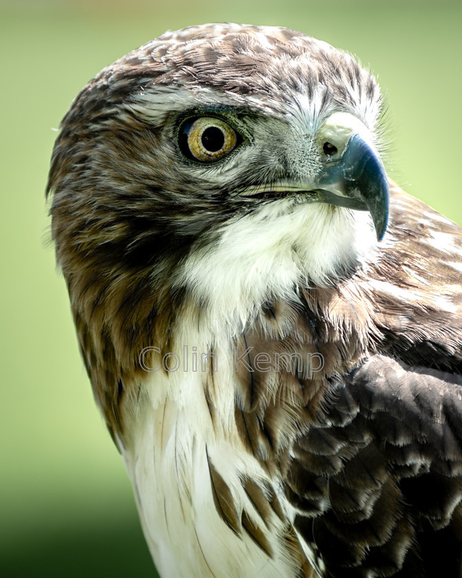 RedTailedHawkHeadShot 
 Red Tailed Kite head 
 Keywords: bird of prey, raptor, print for bird lover, hawk, red tailed,