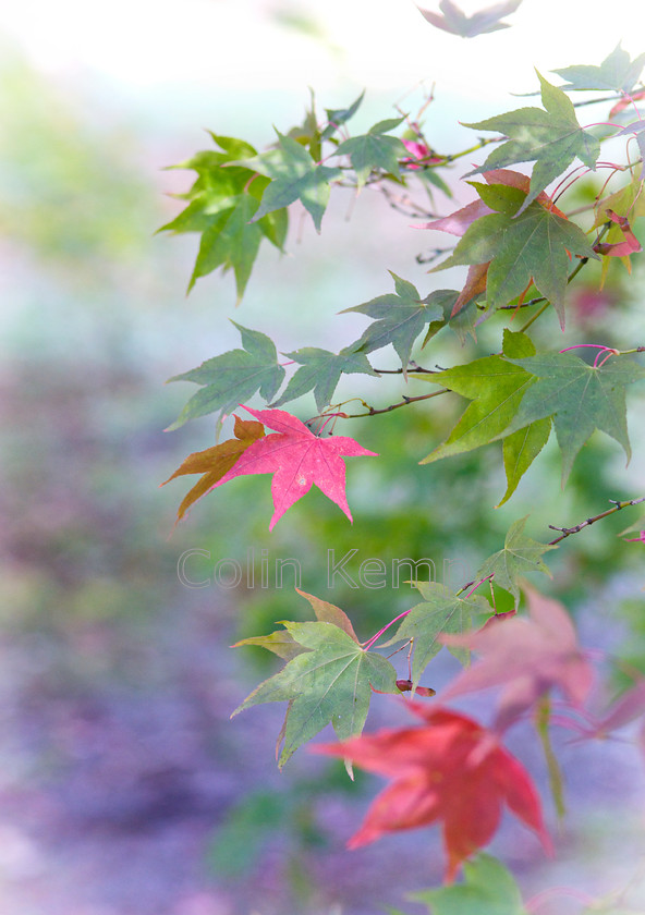 Autumn leaves in pastel shades Fall colour photographic print 6946 
 Autumn leaves in pastel shades photographed at Westonbirt Arboretum. These delicate shades redefine Autumn of Fall colour - here I aimed to capture Nature Painting with Light. Print available in various sizes, custom prints available. 
 Keywords: Autumn colour, Fall Color, Autumn leaves, pastel shades, Fall leaves, close up, nature photography, painting with light, photographic prints, fine art photography