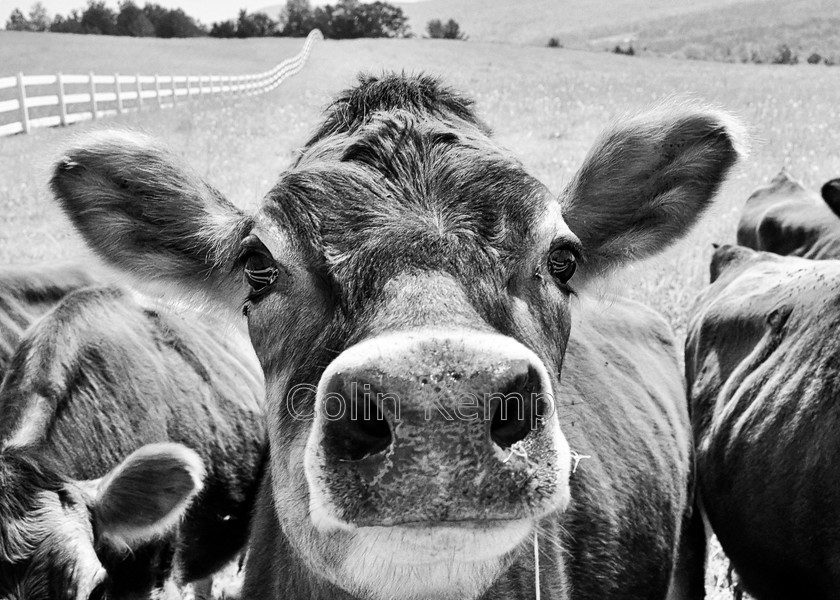 Jersey Cow Photograph close-up black-and-white 
 Friendly inquisitive Jersey cow photograph, photographed in Vermont USA, close up face, 
 Keywords: Cow photograph, Cows, Jersey cow, Cow face, close up cow animal quirky art black and white, Jersey cow photograph, bovine art,