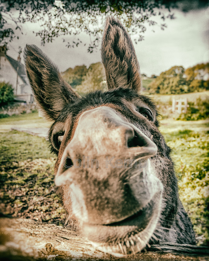 Donkey-kiss-close-up-face 
 A donkey kiss - so keen, the muzzle so close that you can't focus. 
 Keywords: Animals, donkey, donkey kiss, quirky animal art, donkey close up